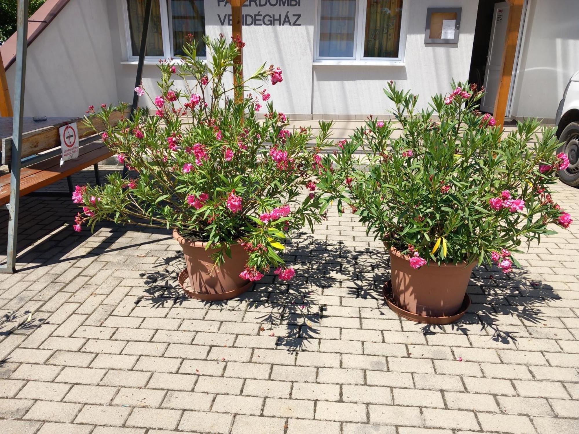 Paterdombi Vendeghaz Otel Zalaegerszeg Dış mekan fotoğraf